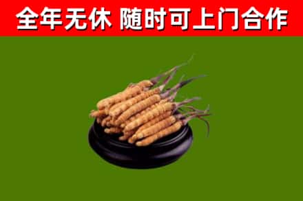 新抚区回收散虫草